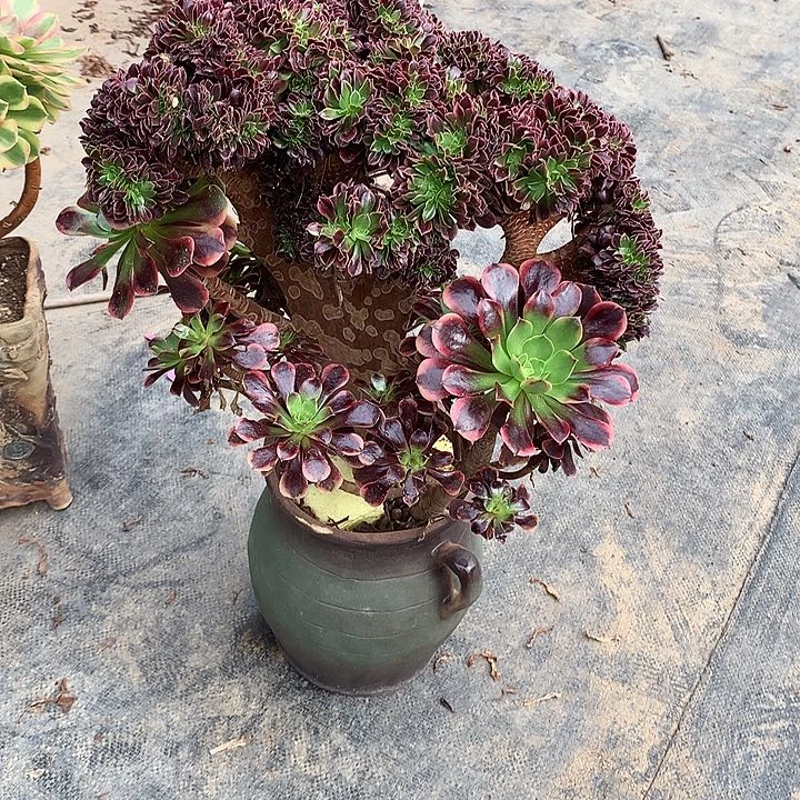 王***耀欧嘉莉朵朵寄养不发货啊