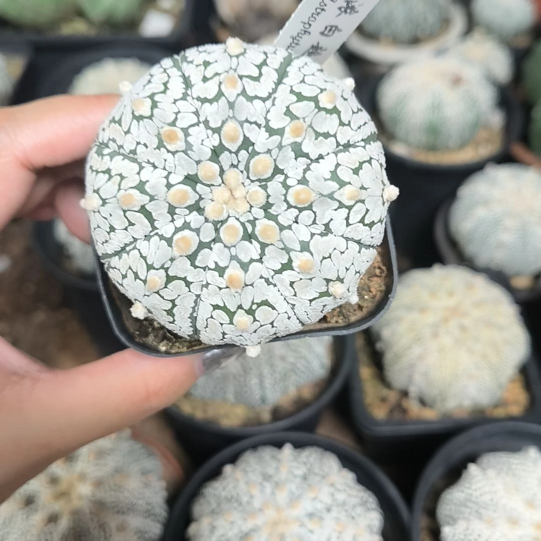 超兜6.2一物一拍脱土发货