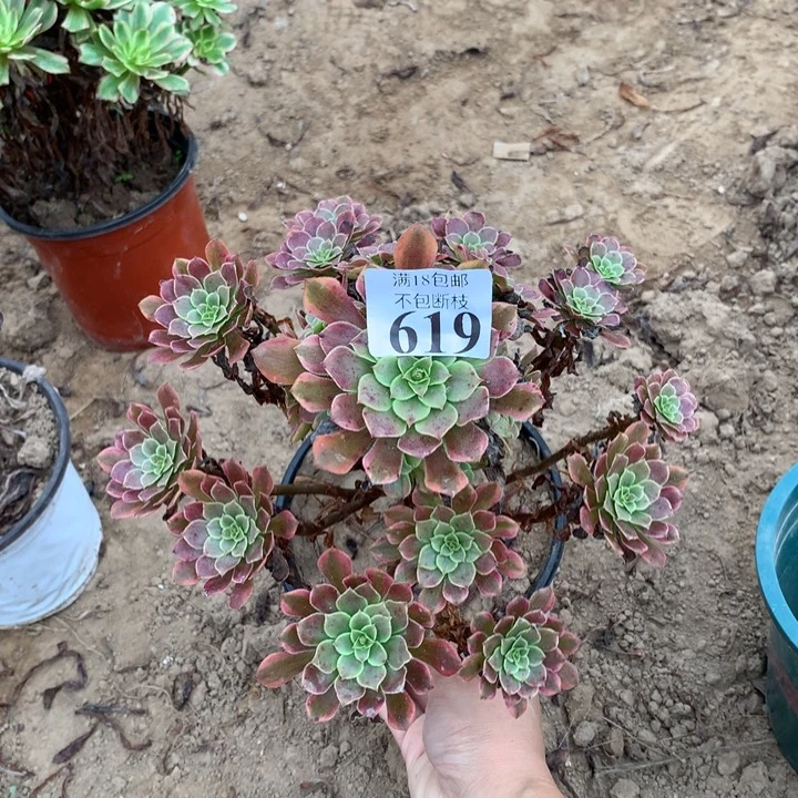619铜玫瑰锦手捧2号