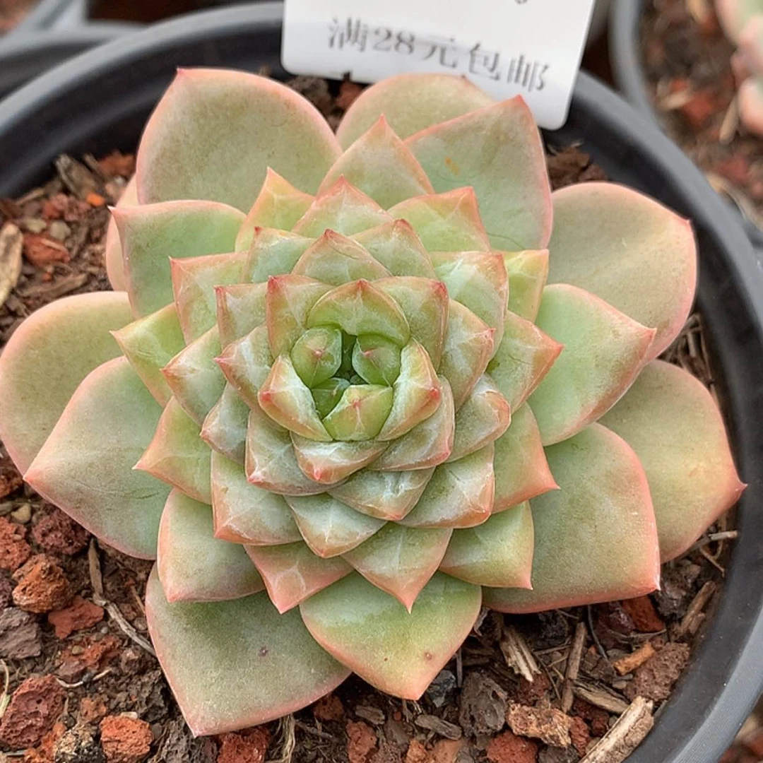 【闪购商品】云1012号