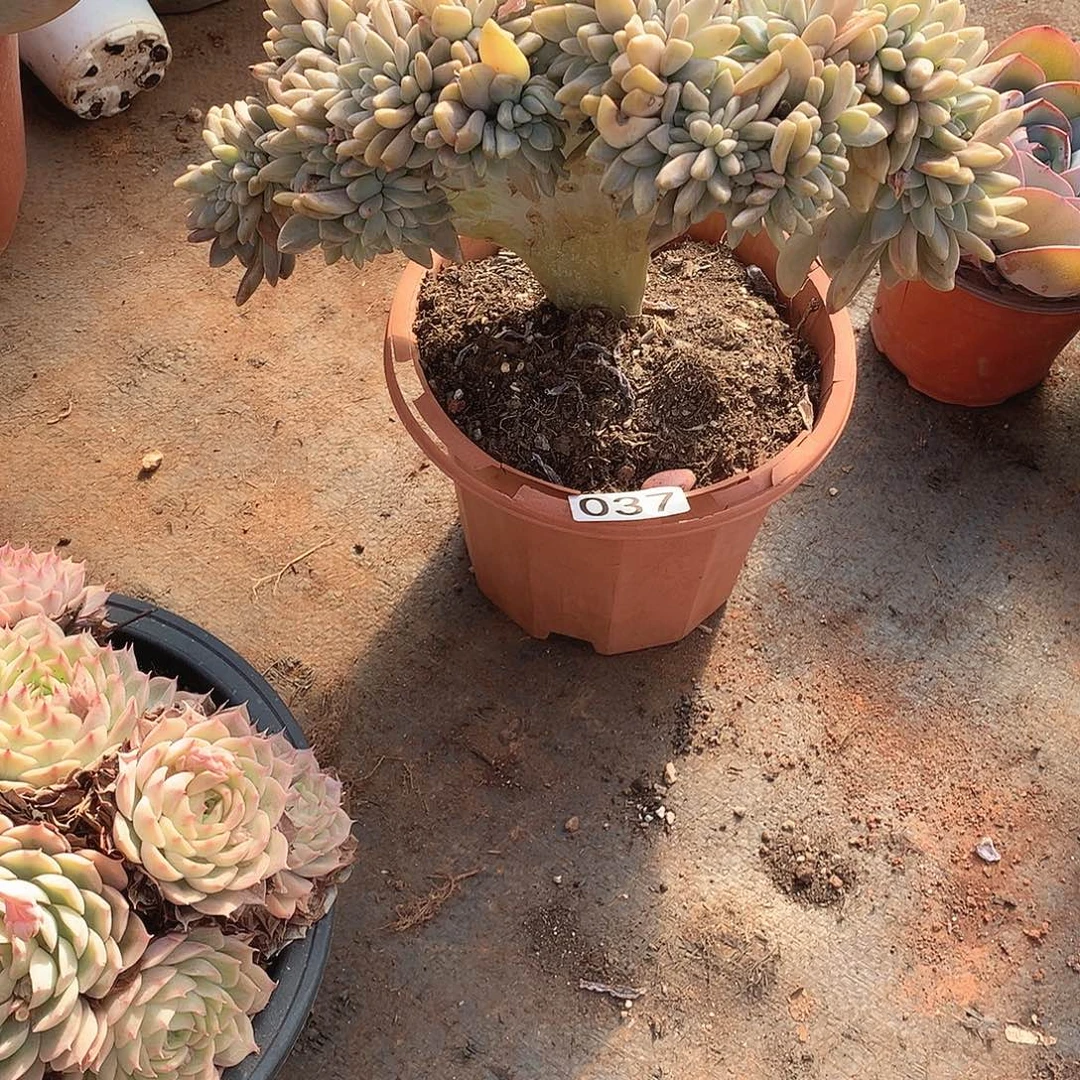 037淡雪缀 一物一拍多肉