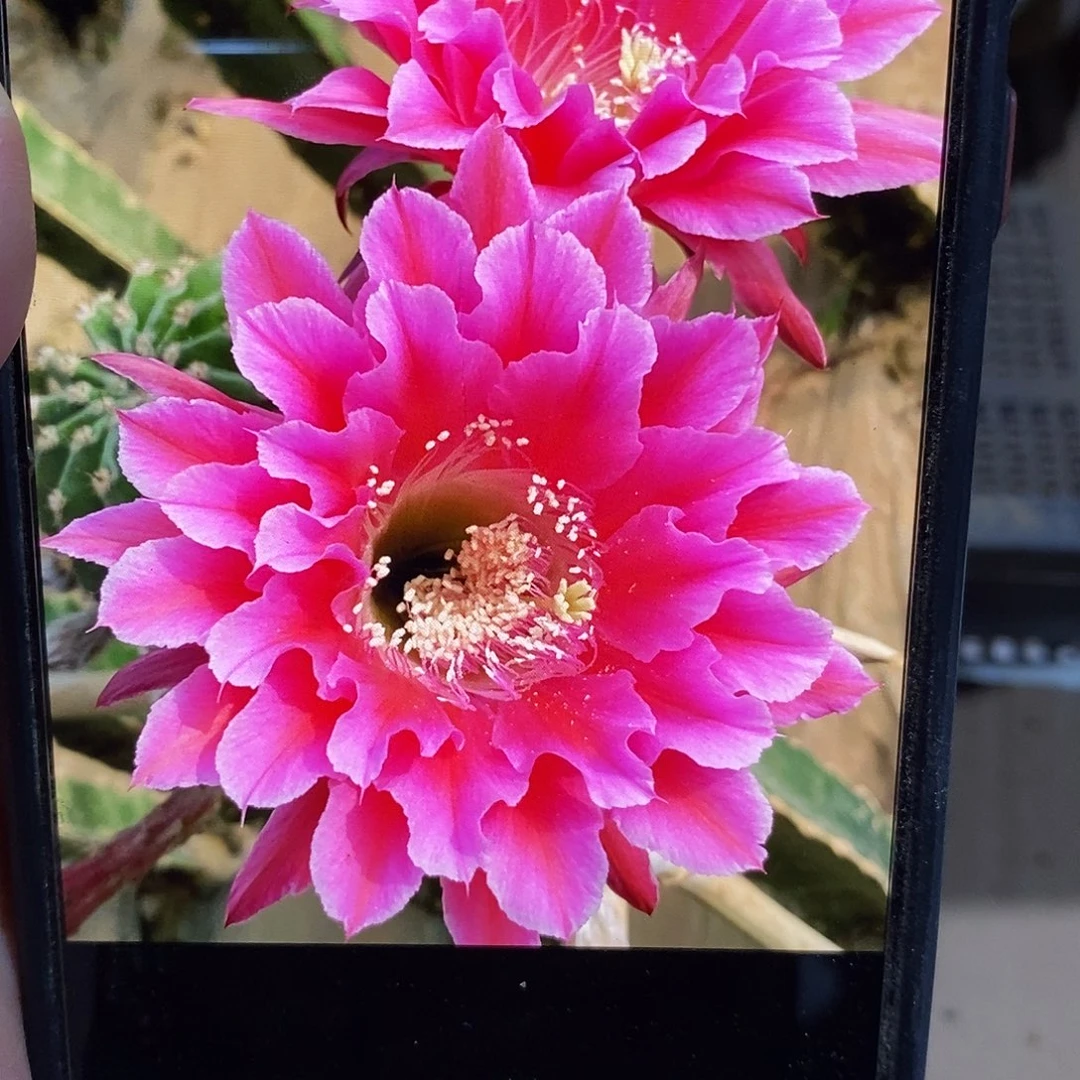 彩 107侧芽歪5公分左右