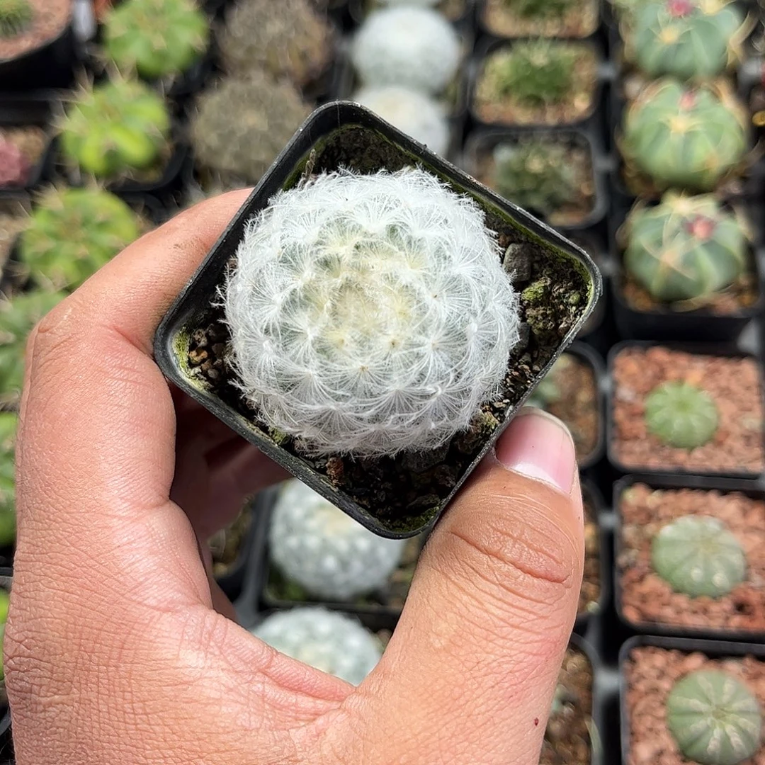 白星单头发货单头