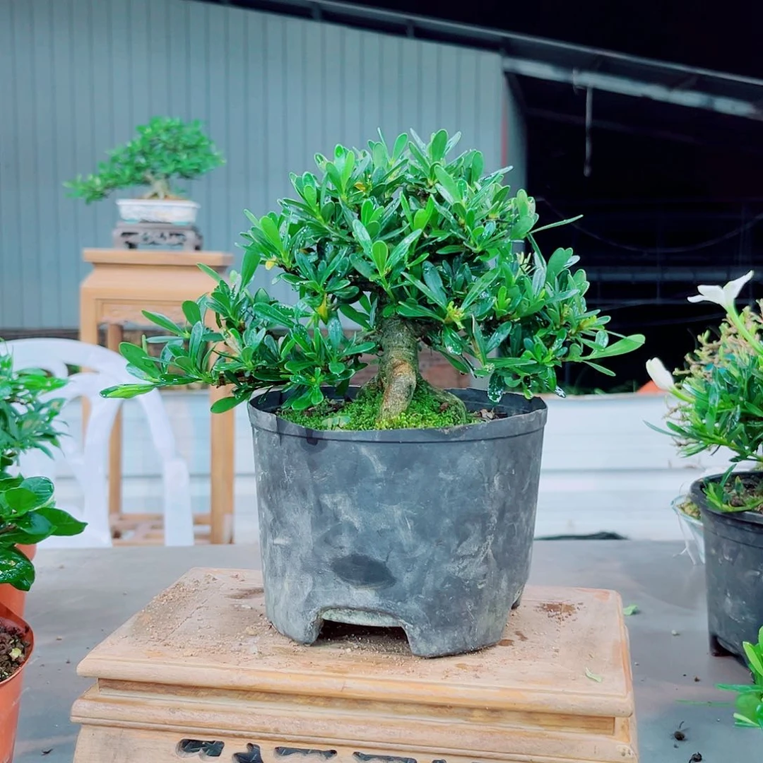雨**腊玉栀子花花
