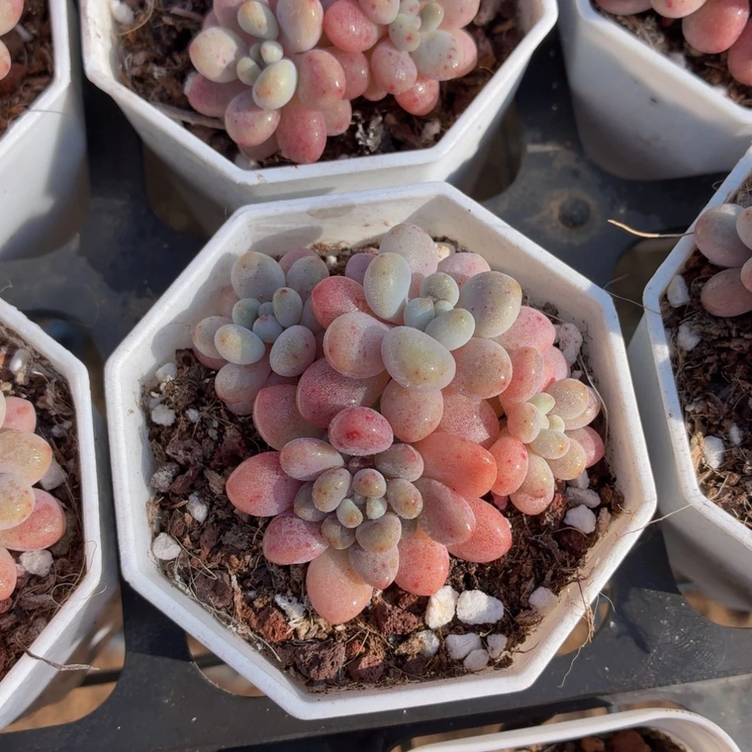 洛可可多肉9.9包邮发货