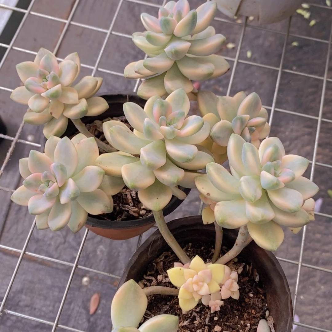 美杏锦两盆精控精养