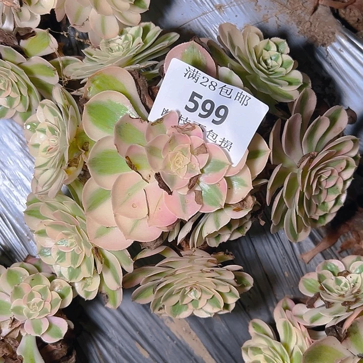 599荔枝多肉植物保护