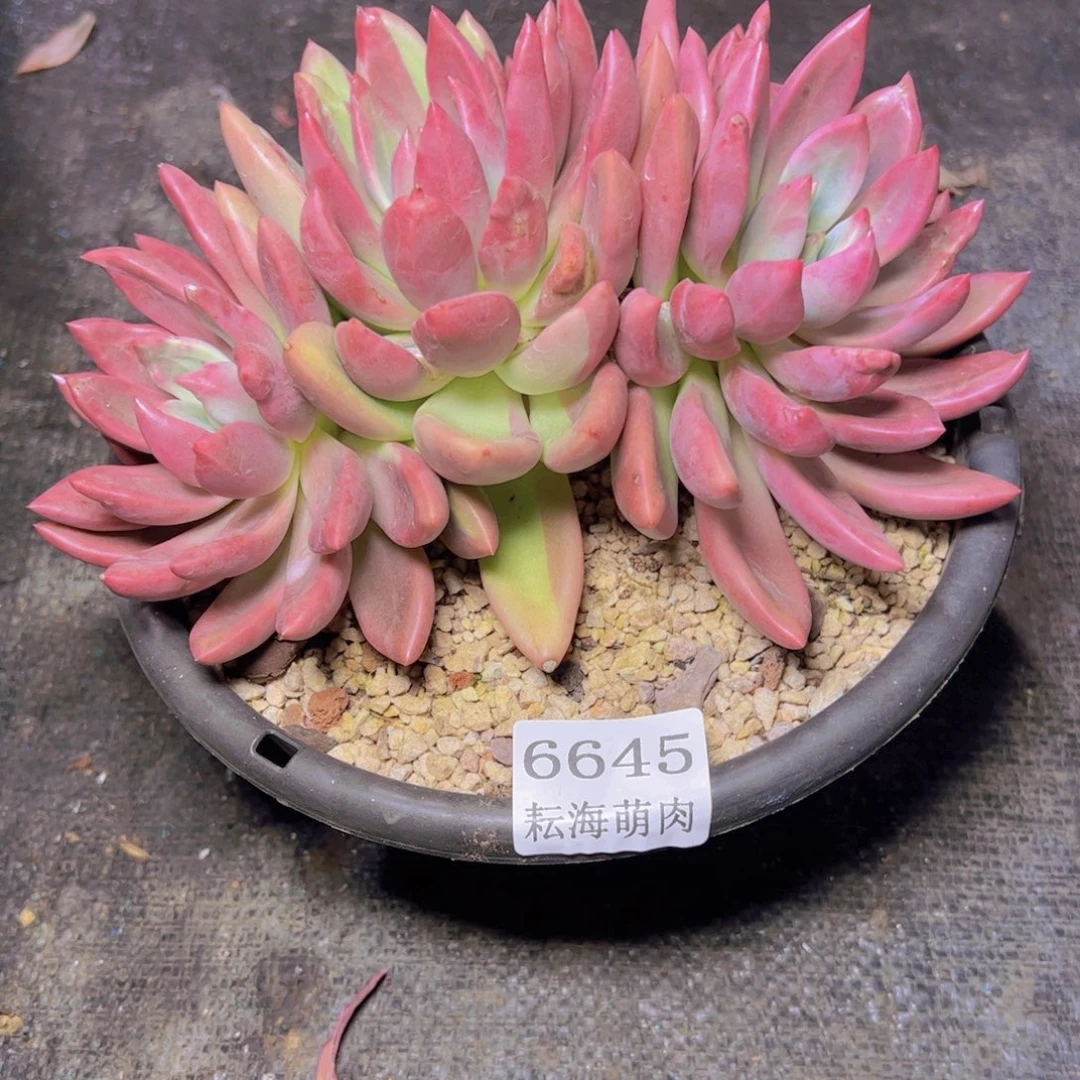 哈***好初音锦6645多肉植物