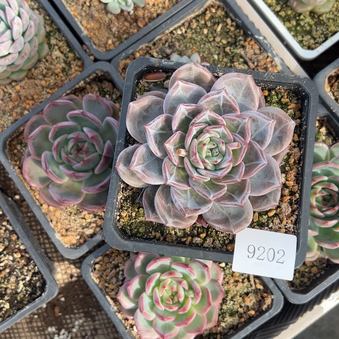 宝9202肉肉肉肉肉肉肉