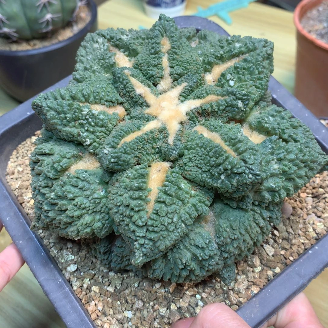 30号 自根 超级哥斯拉15公分