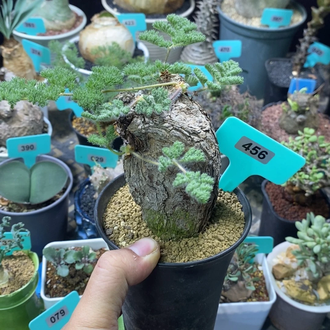 枯木杨奎多肉植物一个