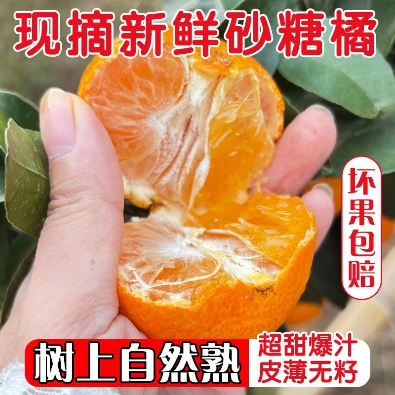 广西正宗砂糖橘新鲜水果桂林应季水果甜蜜沙糖绵桔子小橘子整箱发