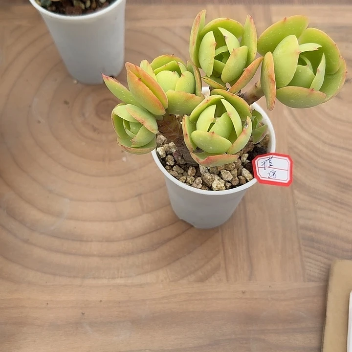 瑾***～鸡蛋碧桃多肉植物