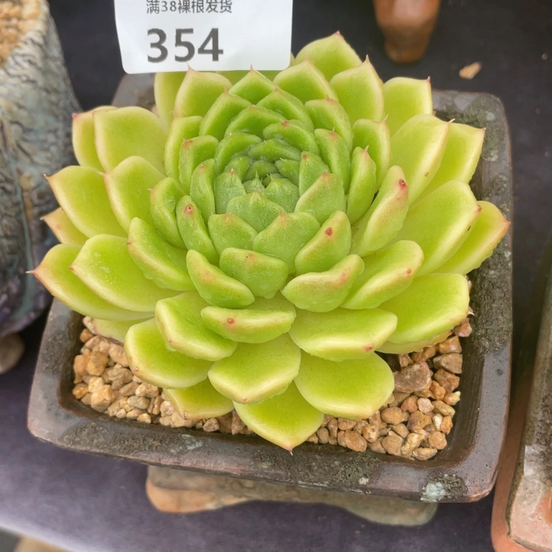 ^***^354东云单头多肉植物一物一拍