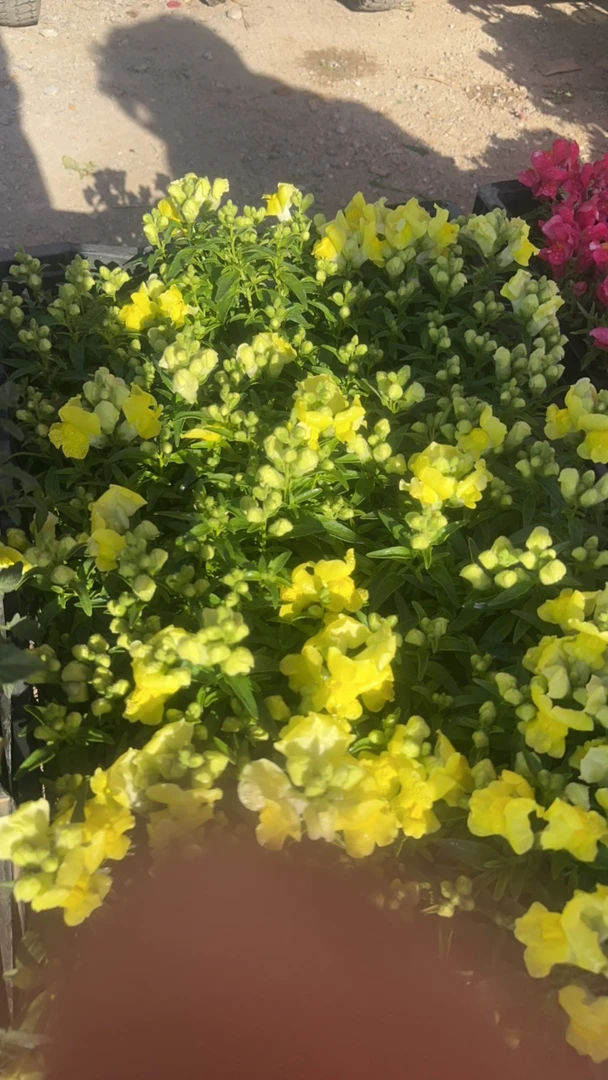 金鱼草带花带花苞发货   三盆