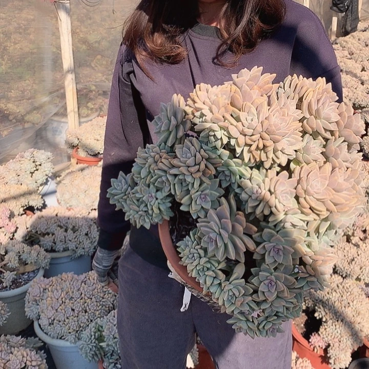 685 淡雪缀 一物一拍