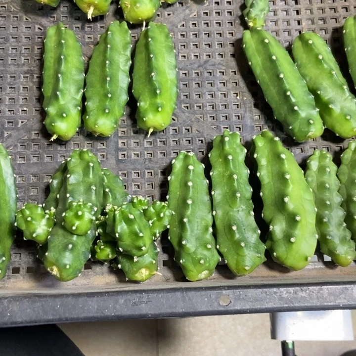 仙人球水仙晴朗六种色侧芽一组