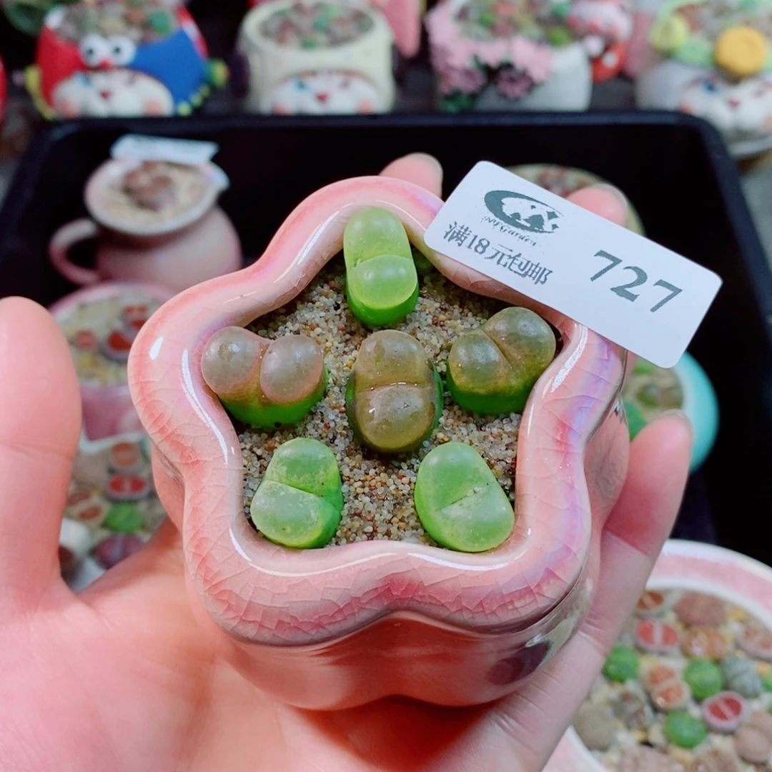 生石花花花花花花花727