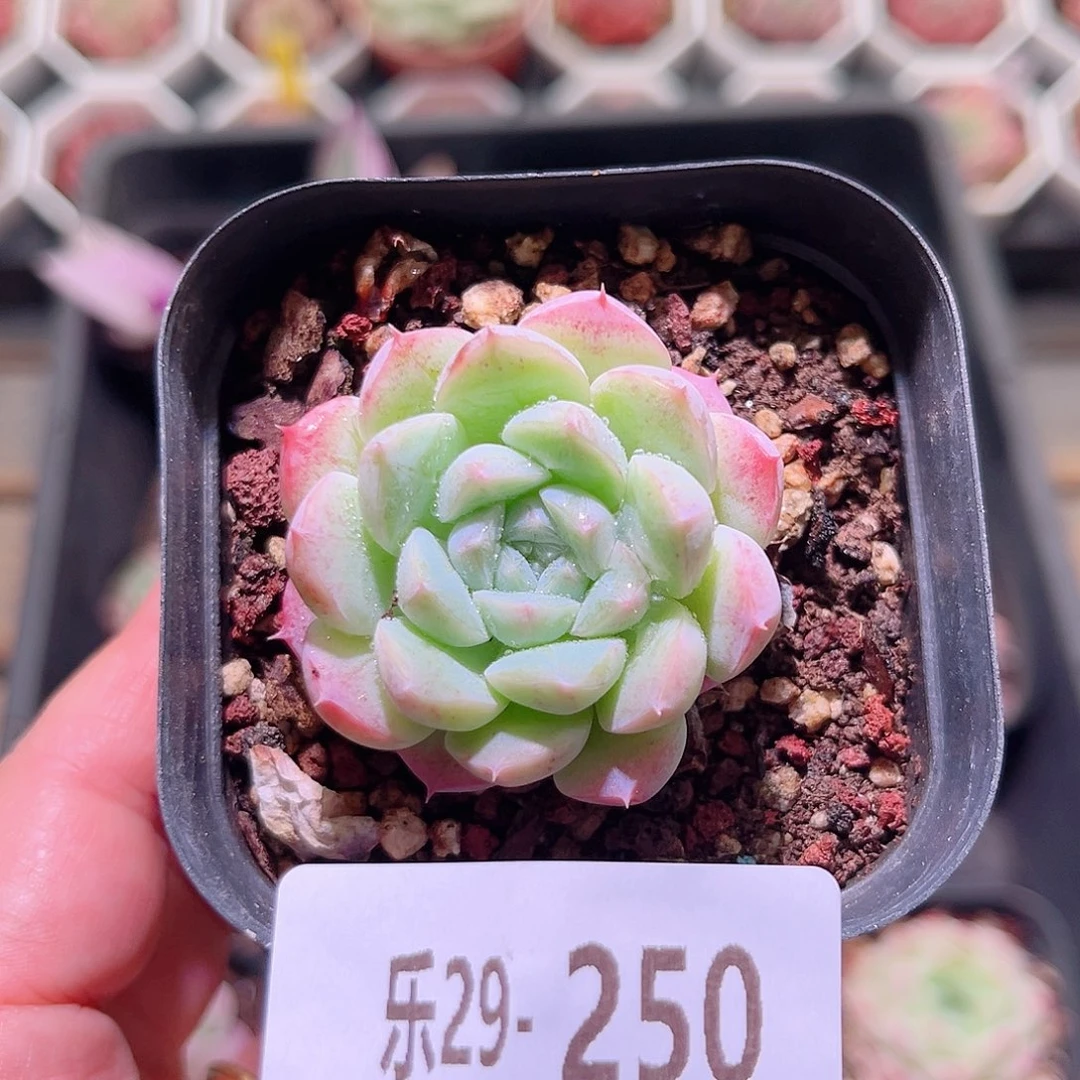 乐然29-250 新品单头