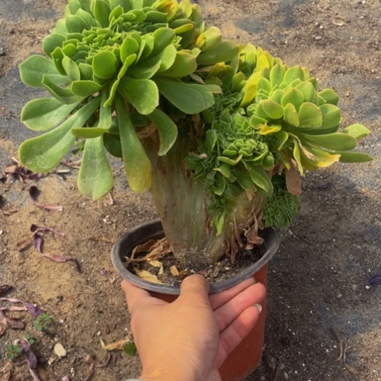 212，绿羊绒缀原盆发货