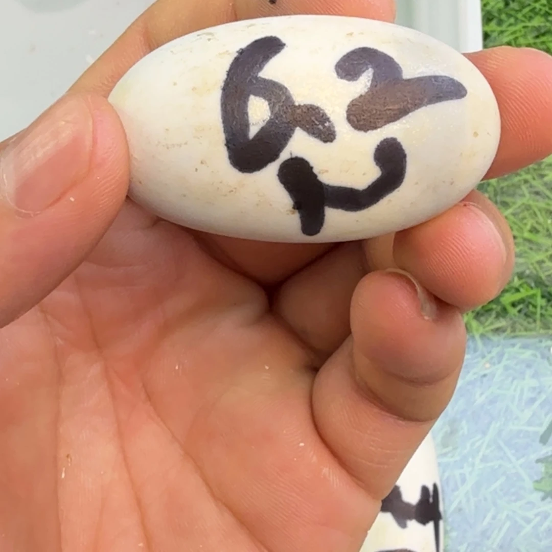 母宠物龟自然温度孵化蛋