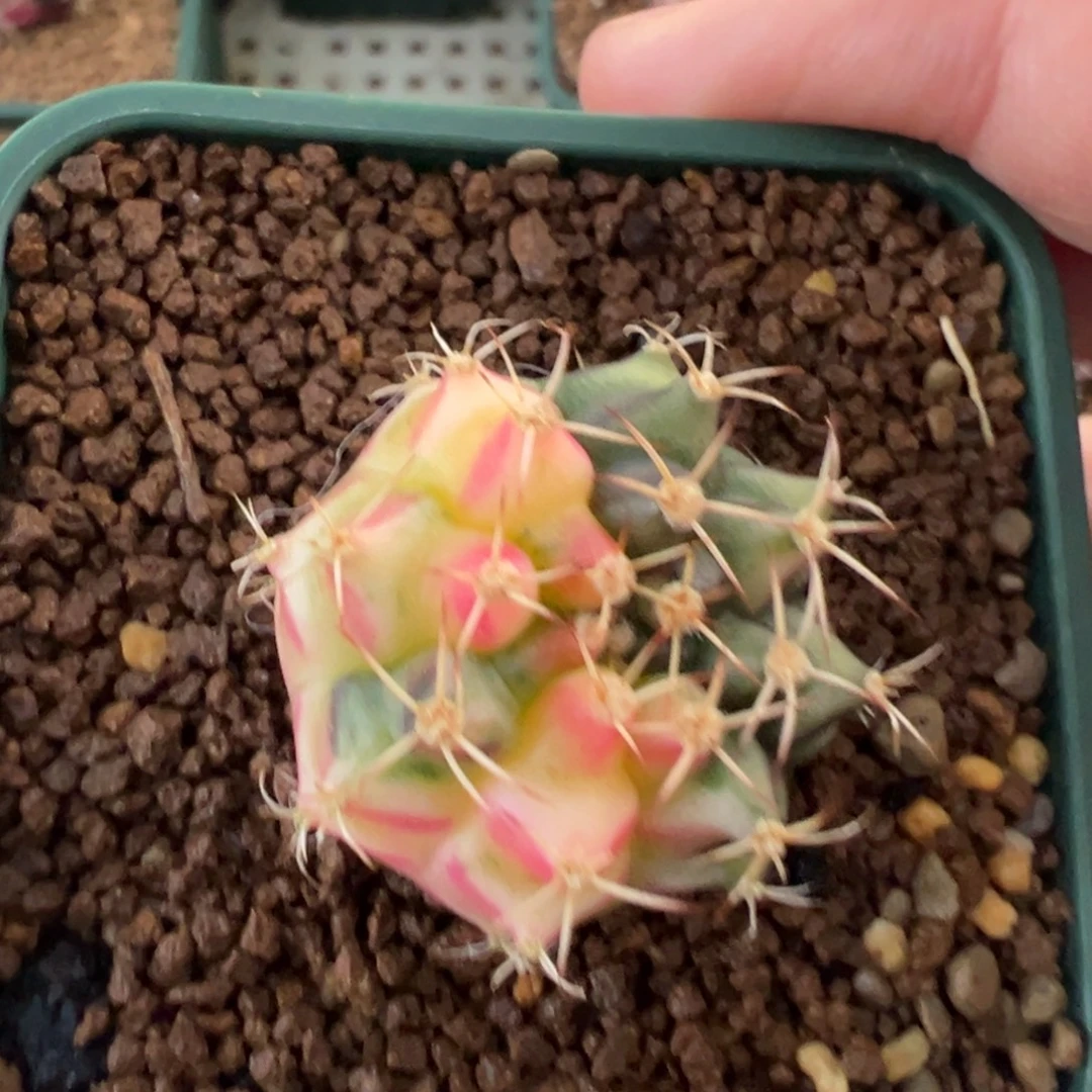 165 好看的米哈冲冲冲