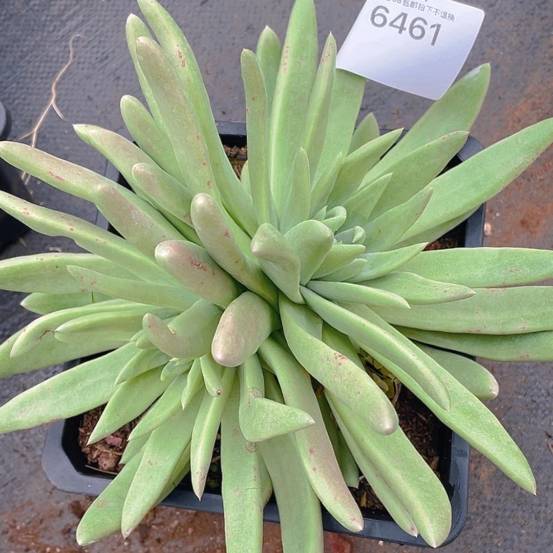 【闪购商品】绿拇指杂