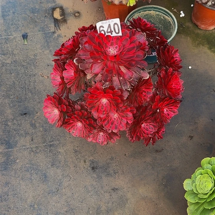 0000000000000000640红彤白