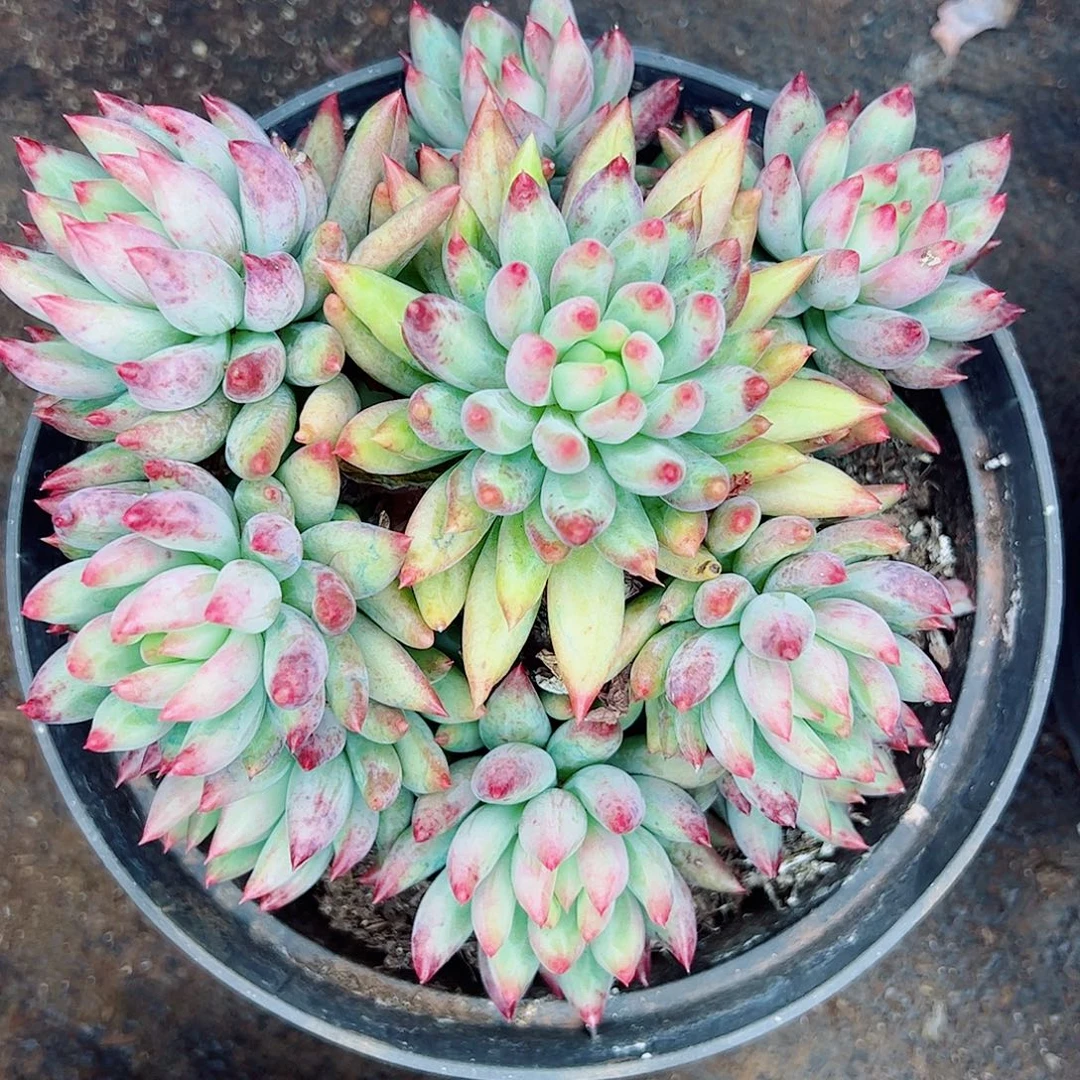 二代虞美人一物一拍