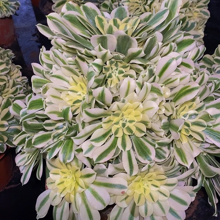 四层捧花迈巴赫多肉