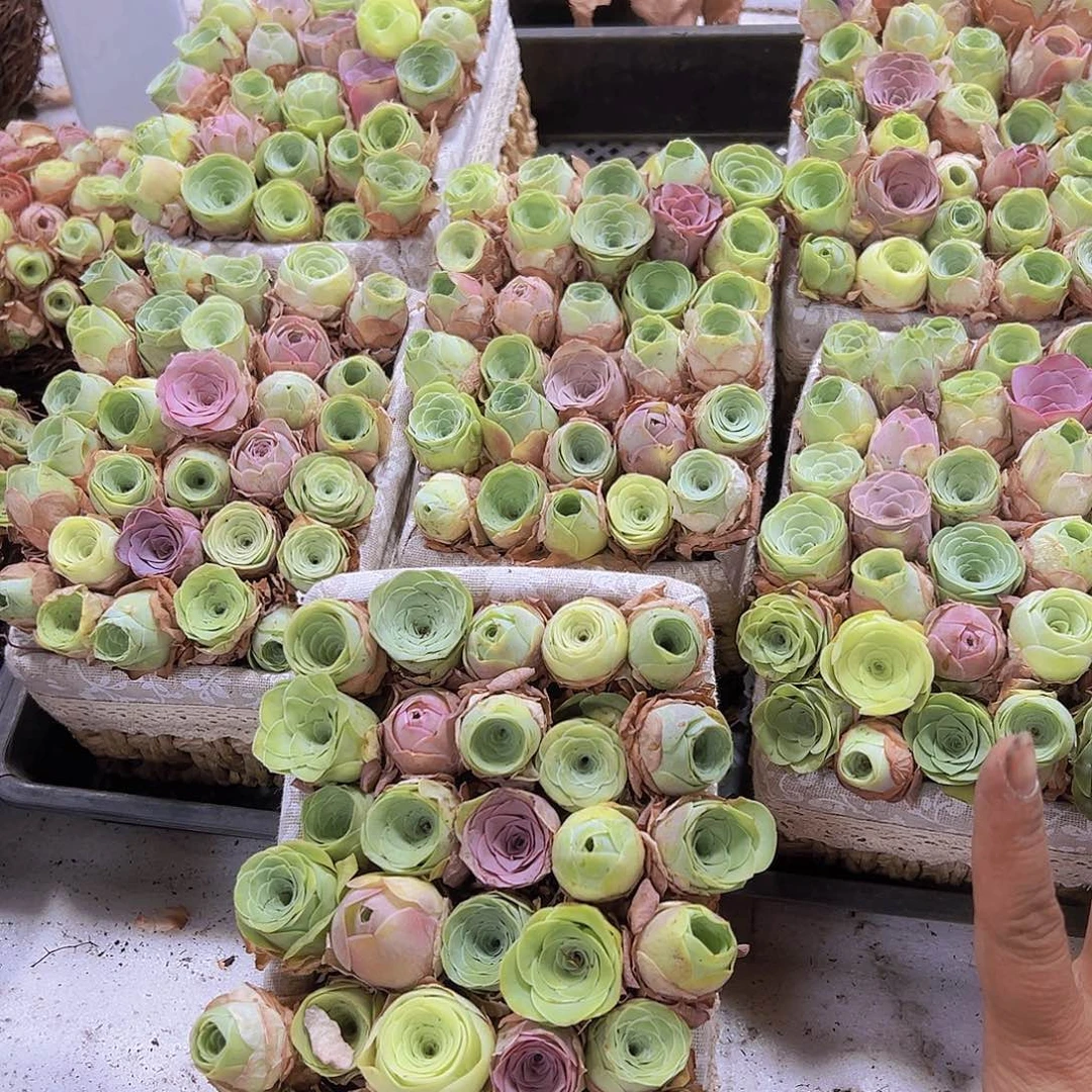 中苗组合30颗没有蓝子2到3厘米