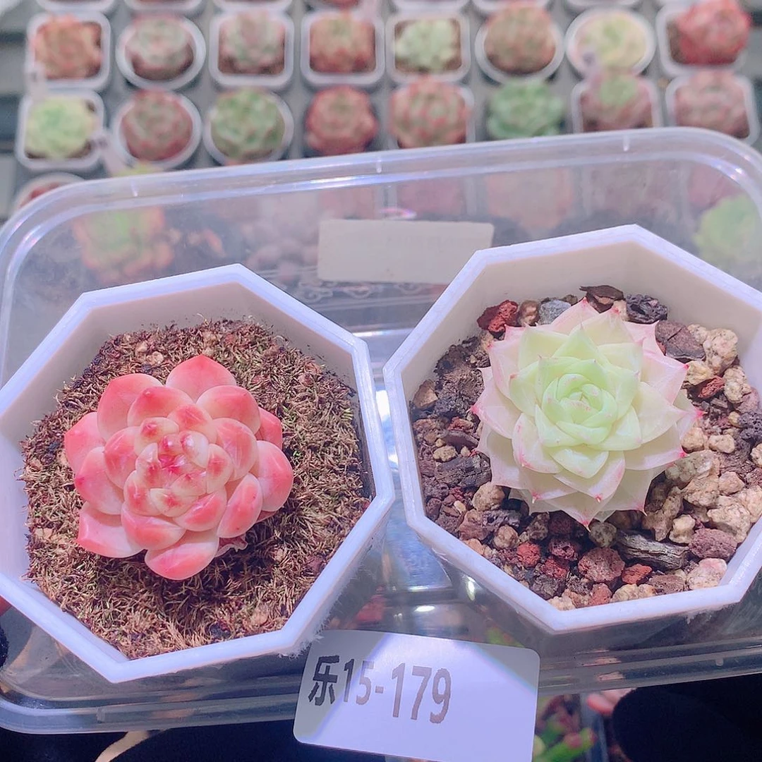 乐然15-179 多肉2颗