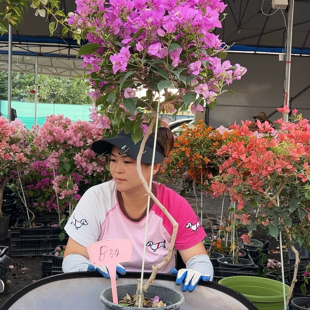 米***嘉大部分花苞少量开放B34巴西紫