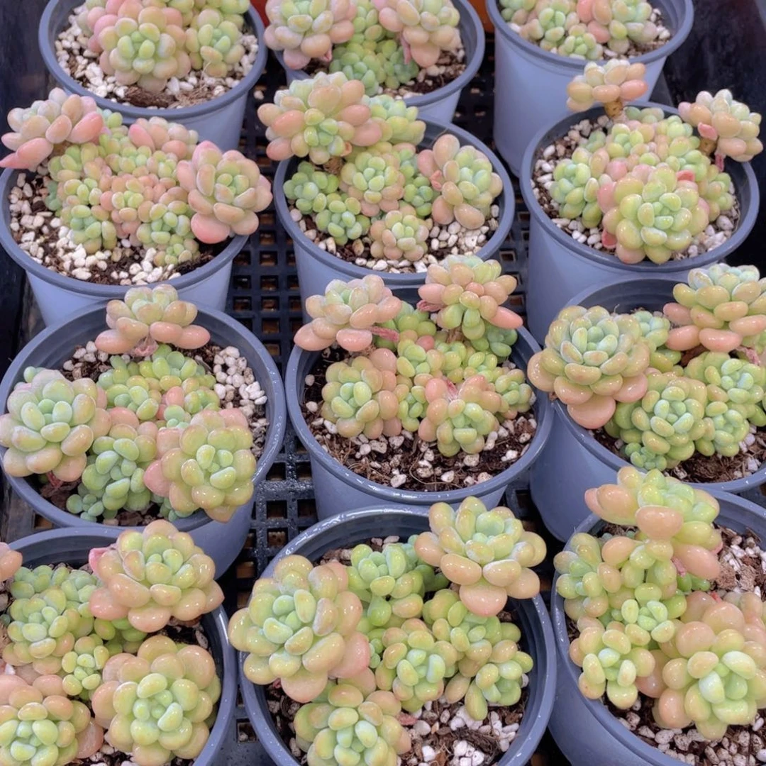 量拍16号 洛可可老桩大群生一个