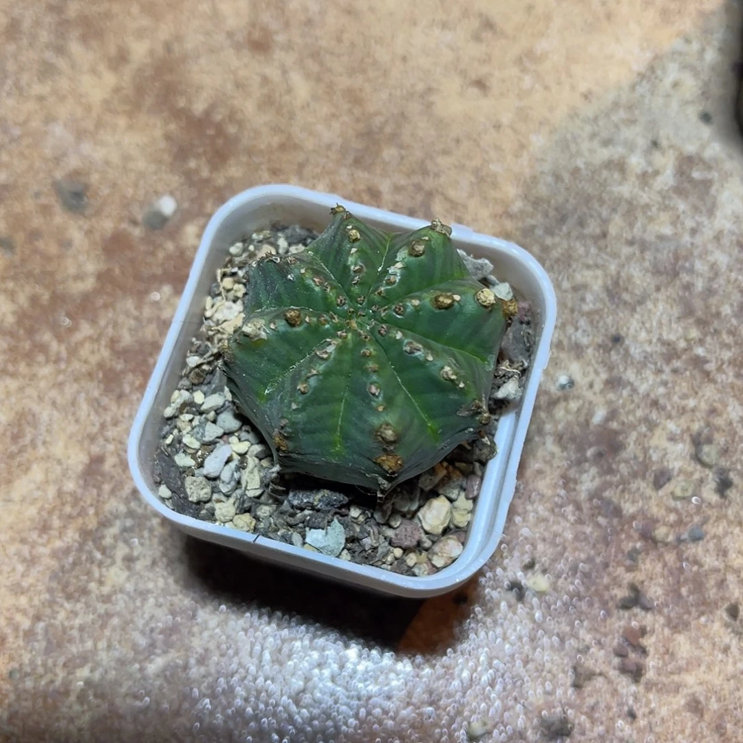 法利达一物一拍下单包邮