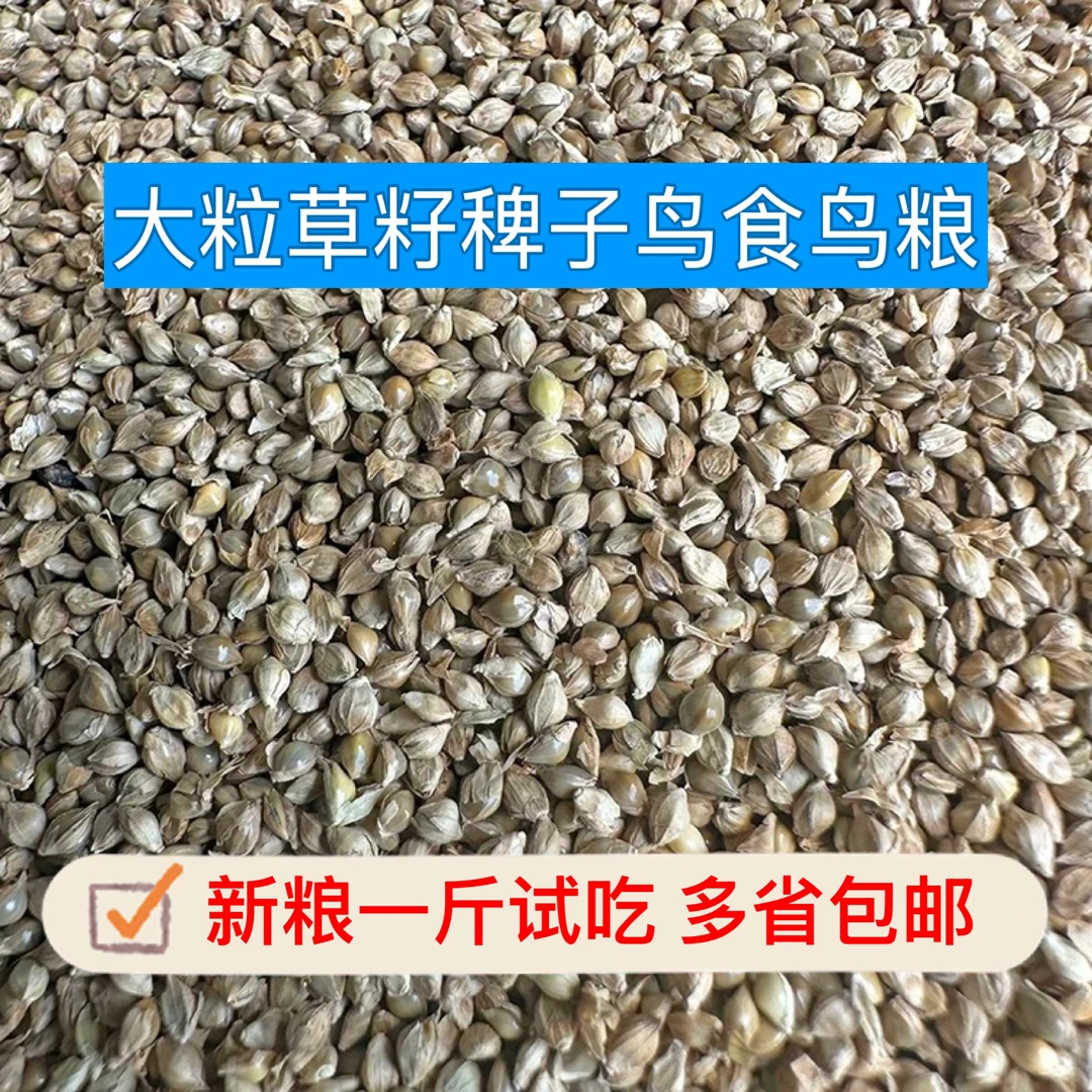 2025新草籽稗子鸟食鸟粮玉鸟丝雀鹦鹉大颗粒草种子稗子野生鸟饲料