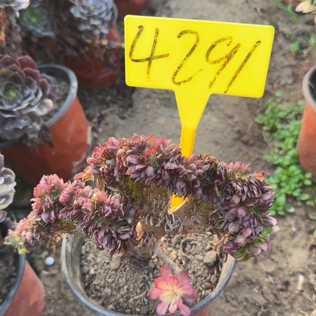 4291---舞天姬缀化