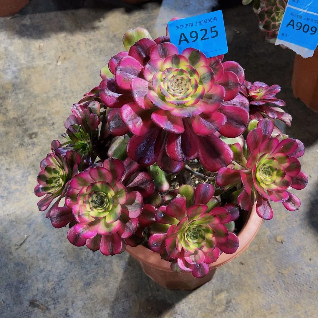 @*辰维纳斯925拖土法师