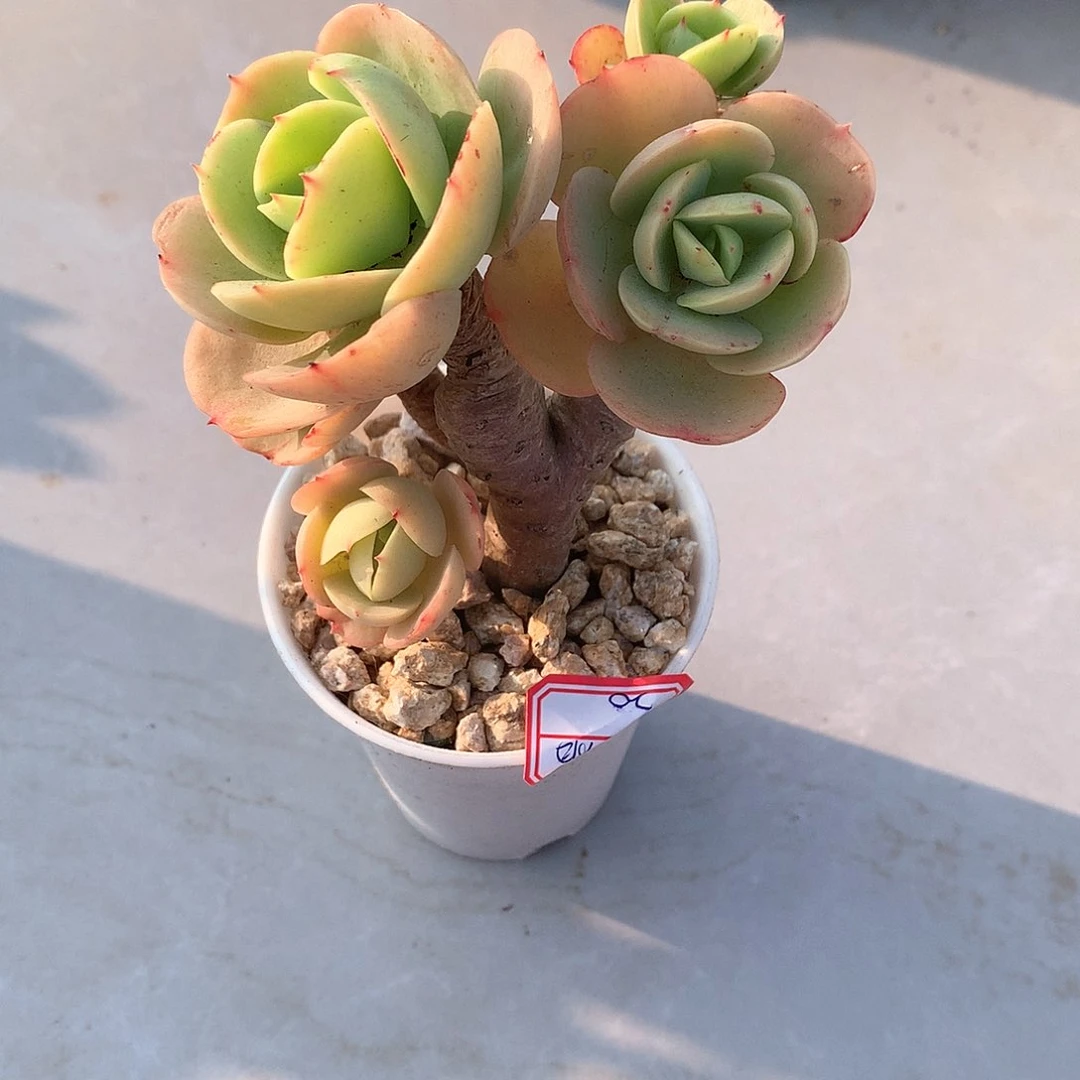 鸡蛋碧桃多肉植物