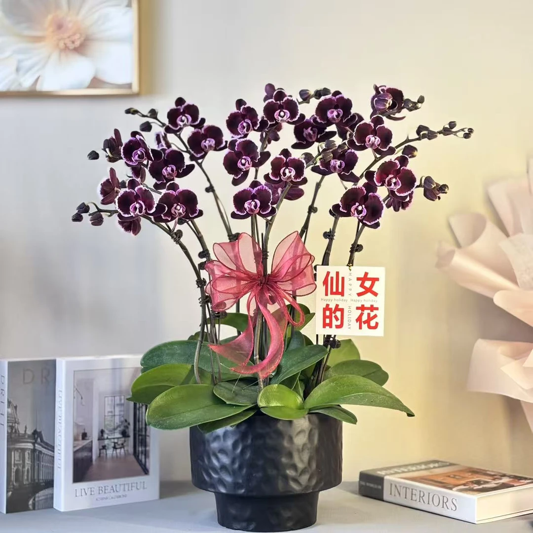 蝴蝶兰《拉丁舞群》台湾稀有高货 蜡质花花期长 带花带花苞基地直发