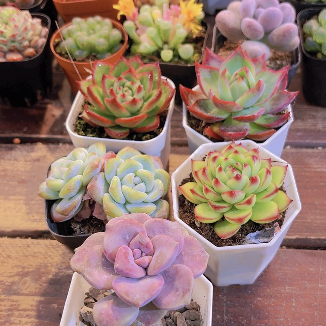 如图5盆11111222222222222