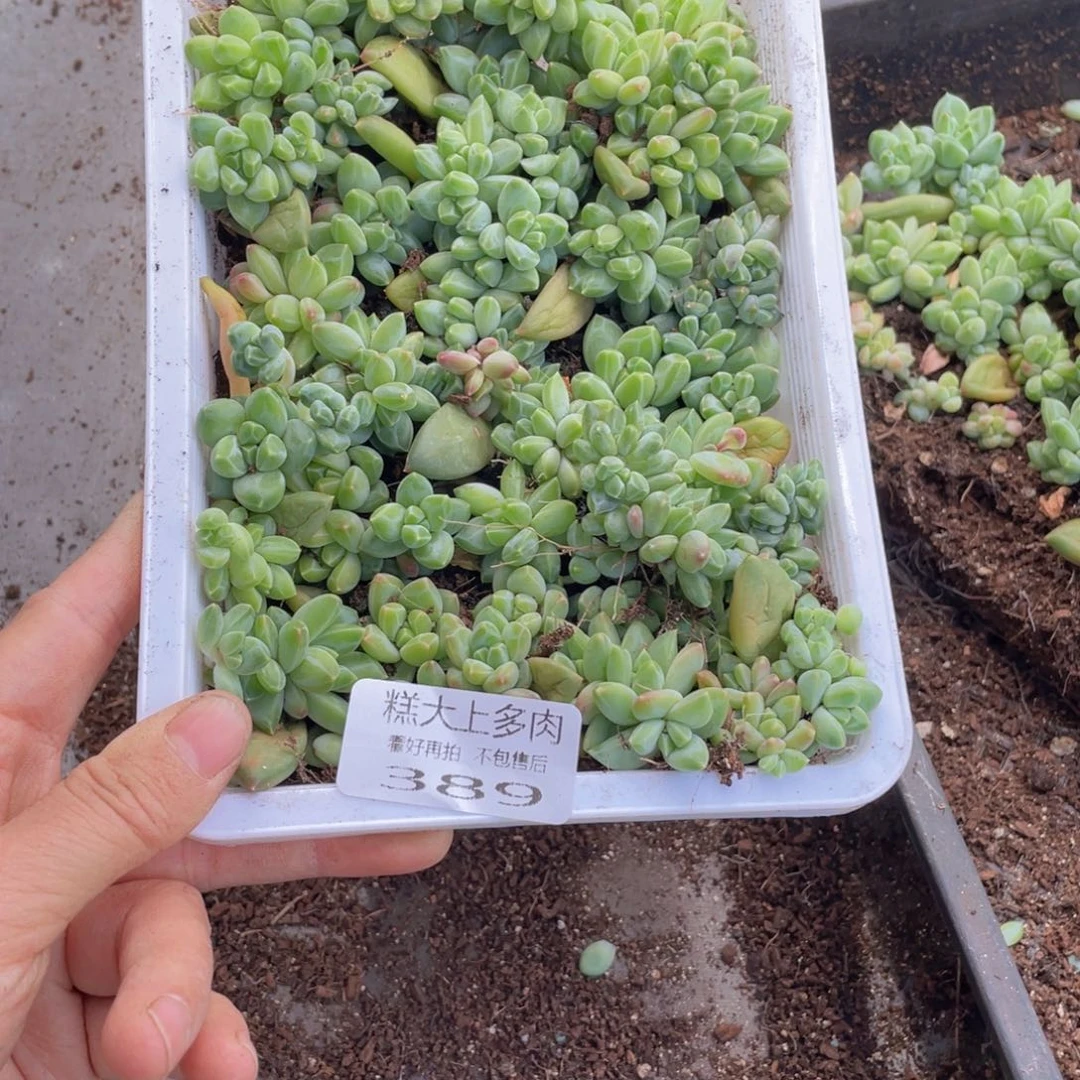 ?*?云糖心多肉植物389