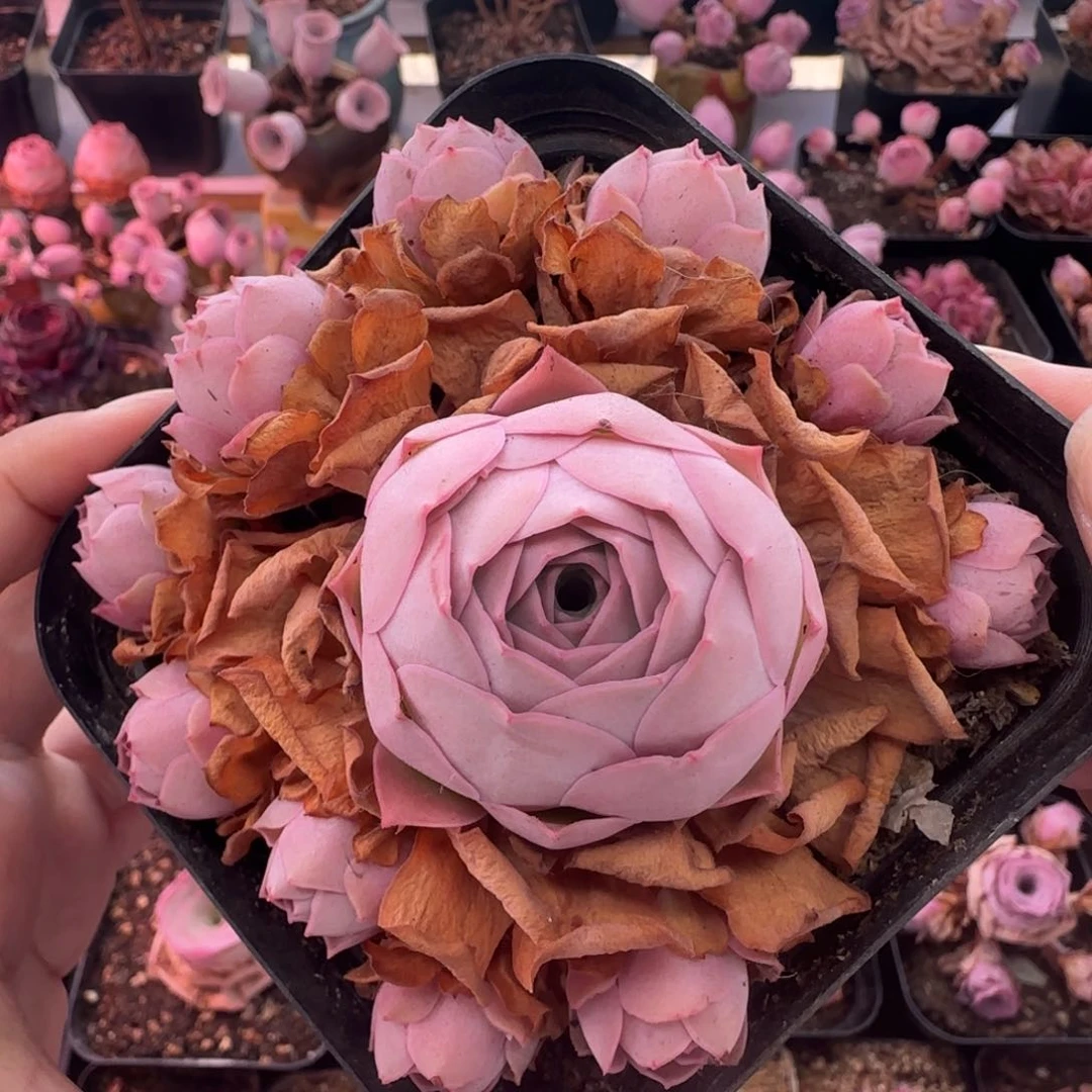 Y944半城玫瑰绒宵