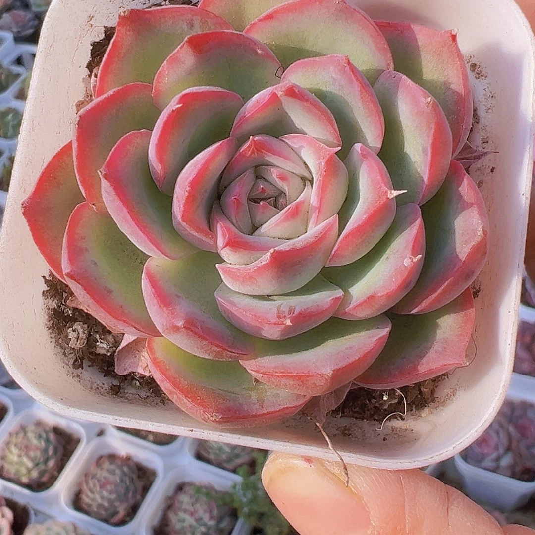 小侧影19包邮多肉植物