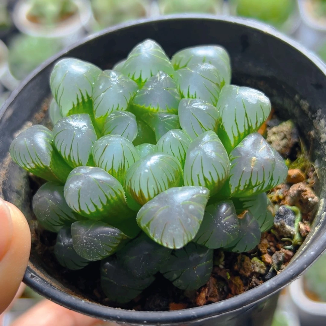 万象盆冰灯玉露多肉