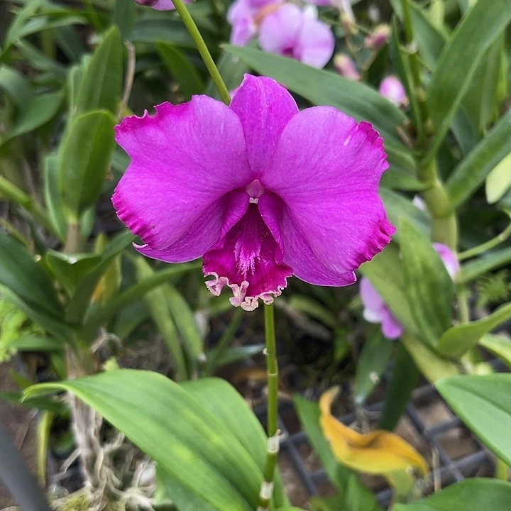 完全开放优选拉丁舞90