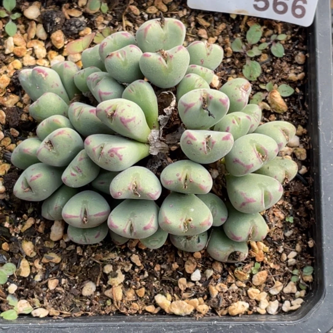 带盆土发非偏远满20包邮566