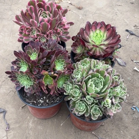 960多肉植物组合