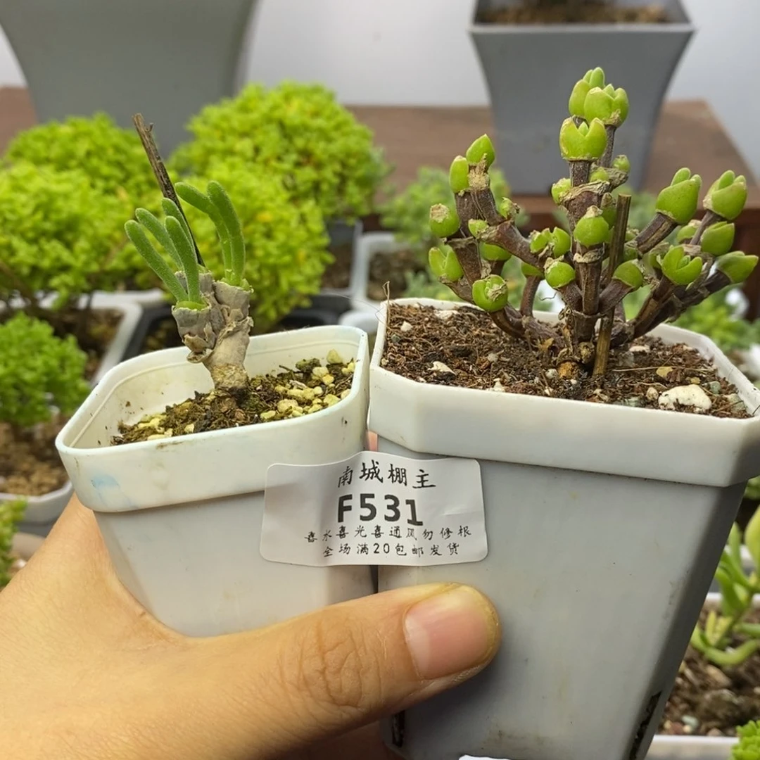 童****╮531套餐两盆枝干