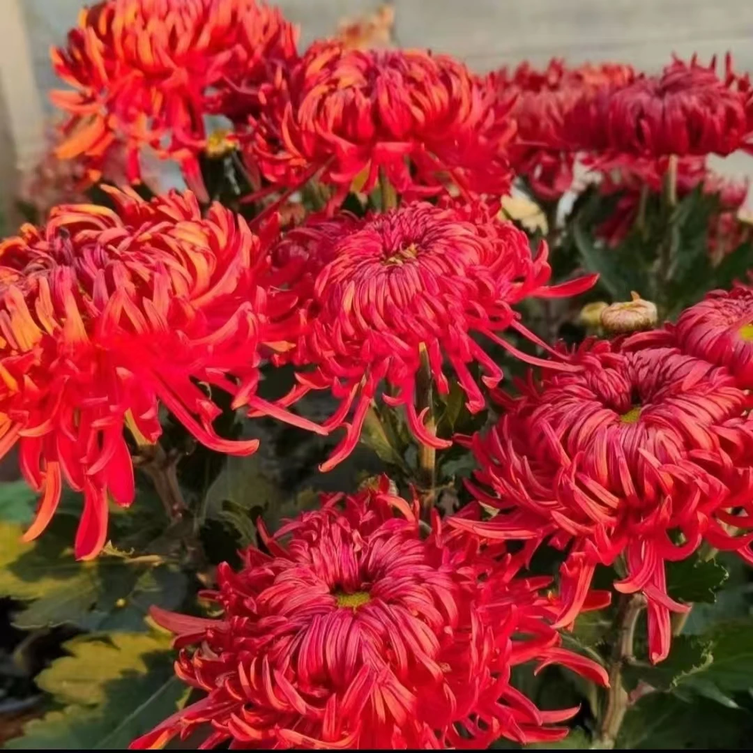 【盘龙圣火】九月大菊花  多年生 富贵菊  牡丹菊